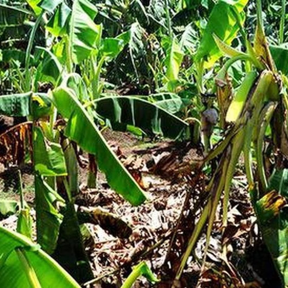 केळी विमा घोटाळा उपग्रहाच्या मदतीने उघड:लागवड नसताना विमा अर्ज; जळगावात बनावट दावे उघड; गुन्हे दाखल करण्याचे निर्देश