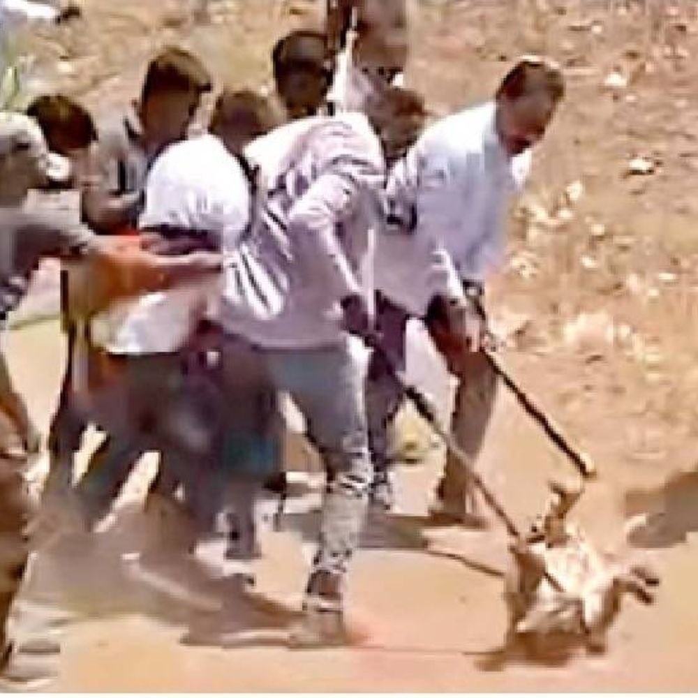 मुक्ताईनगरात बिबट्याला जमावाने लाठ्यांनी मारहाण करून पकडले:आमदार चंद्रकांत पाटील यांच्यासह जमावाने लाठ्या मारल्या