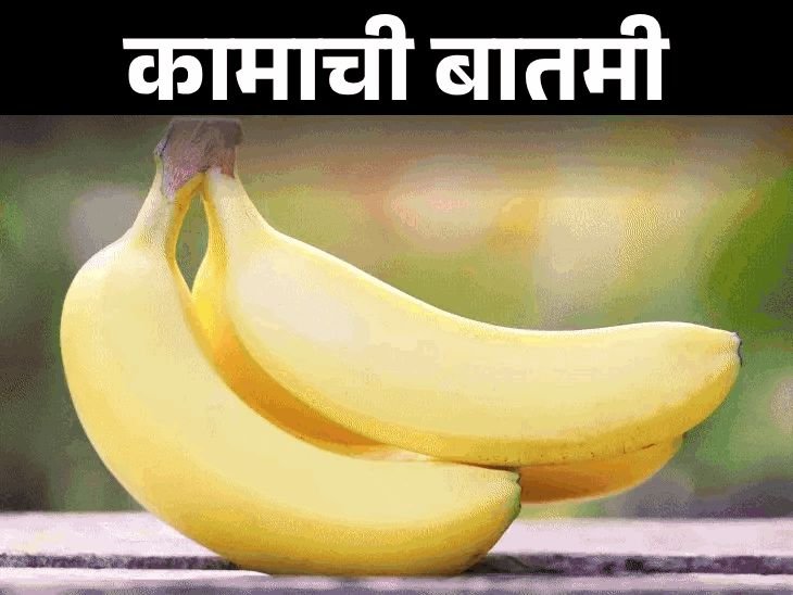 कामाची बातमी- केळी वाढवते चांगले बॅक्टेरिया:पोटॅशियमचा सर्वोत्तम स्रोत, रोज एक केळी खा, पोषणतज्ञांकडून जाणून घ्या कोणी खाऊ नये