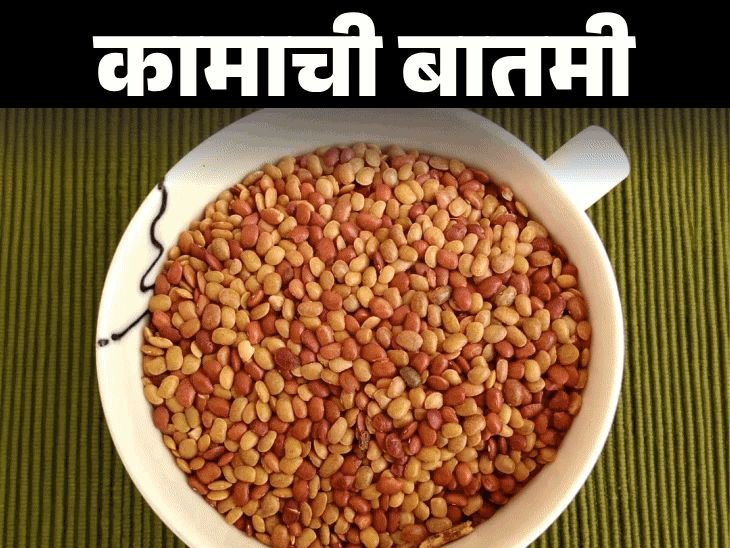 आरोग्याचा खजिना कुलथी डाळ:प्रथिनेचा सर्वोत्तम स्रोत, बद्धकोष्ठतेत फायदेशीर, याची पौष्टिक मूल्ये आणि आरोग्य फायदे जाणून घ्या