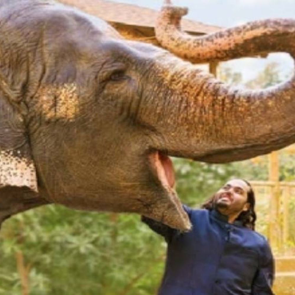 वनतारामध्ये आंतरराष्ट्रीय वन्यजीव कायद्याचे उल्लंघन नाही- सुप्रीम कोर्ट:‘वनतारा’ विरोधातील आणखी १ याचिका फेटाळली