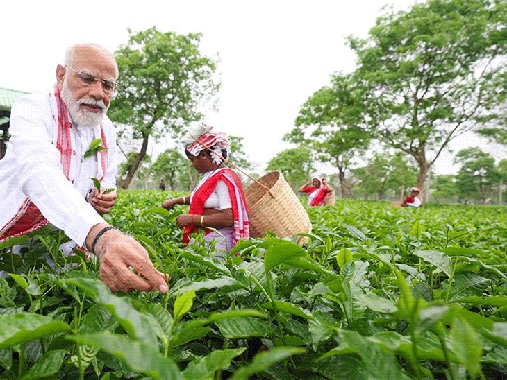 PM मोदींनी आसाममधील चहाच्या मळ्यात पाने तोडली:महिला कामगारांसोबत सेल्फी घेतली; केरळमध्ये राहुल यांचा बसमधून प्रवास...11 फोटो