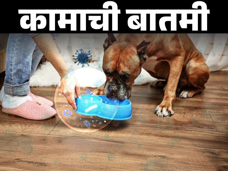 येथे आहेत टॉयलेट सीटपेक्षा जास्त बॅक्टेरिया:वाढवतात आजारांचा धोका, नियमित स्वच्छता आवश्यक, 10 आरोग्यदायी स्वच्छतेच्या सवयी