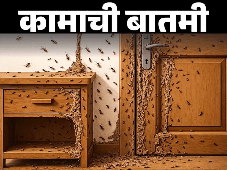 12 कारणांमुळे घरात लागते वाळवी:संरक्षणासाठी आवश्यक 18 खबरदारी, वाळवीच्या उपचारात या 10 चुका करू नका