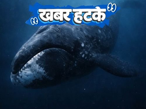 माणसांचे आयुष्य दुप्पट करणारा जीव:कारनंतर आता बाईकही आपोआप धावणार; तिखट जेवण दिल्याबद्दल रेस्टॉरंटवर खटला